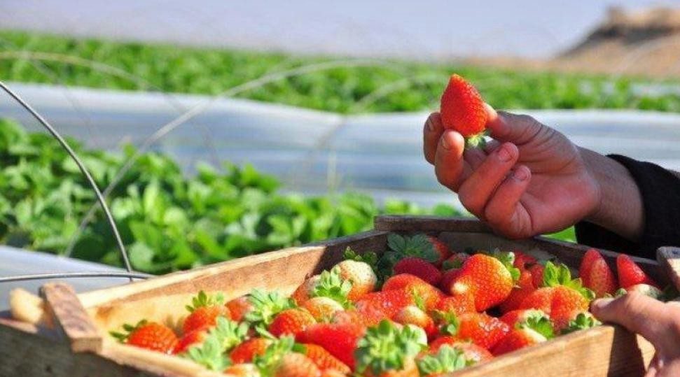 زراعة الفراولة