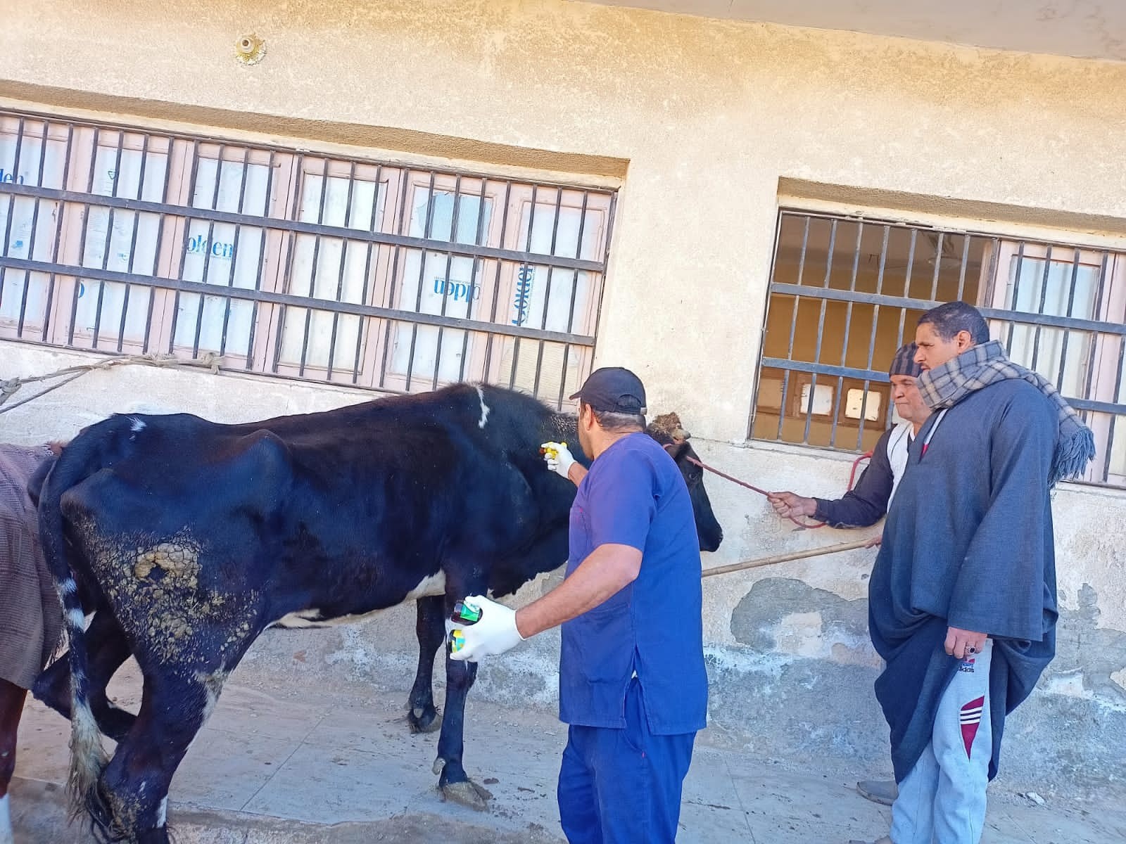 جانب من القوافل البيطرية