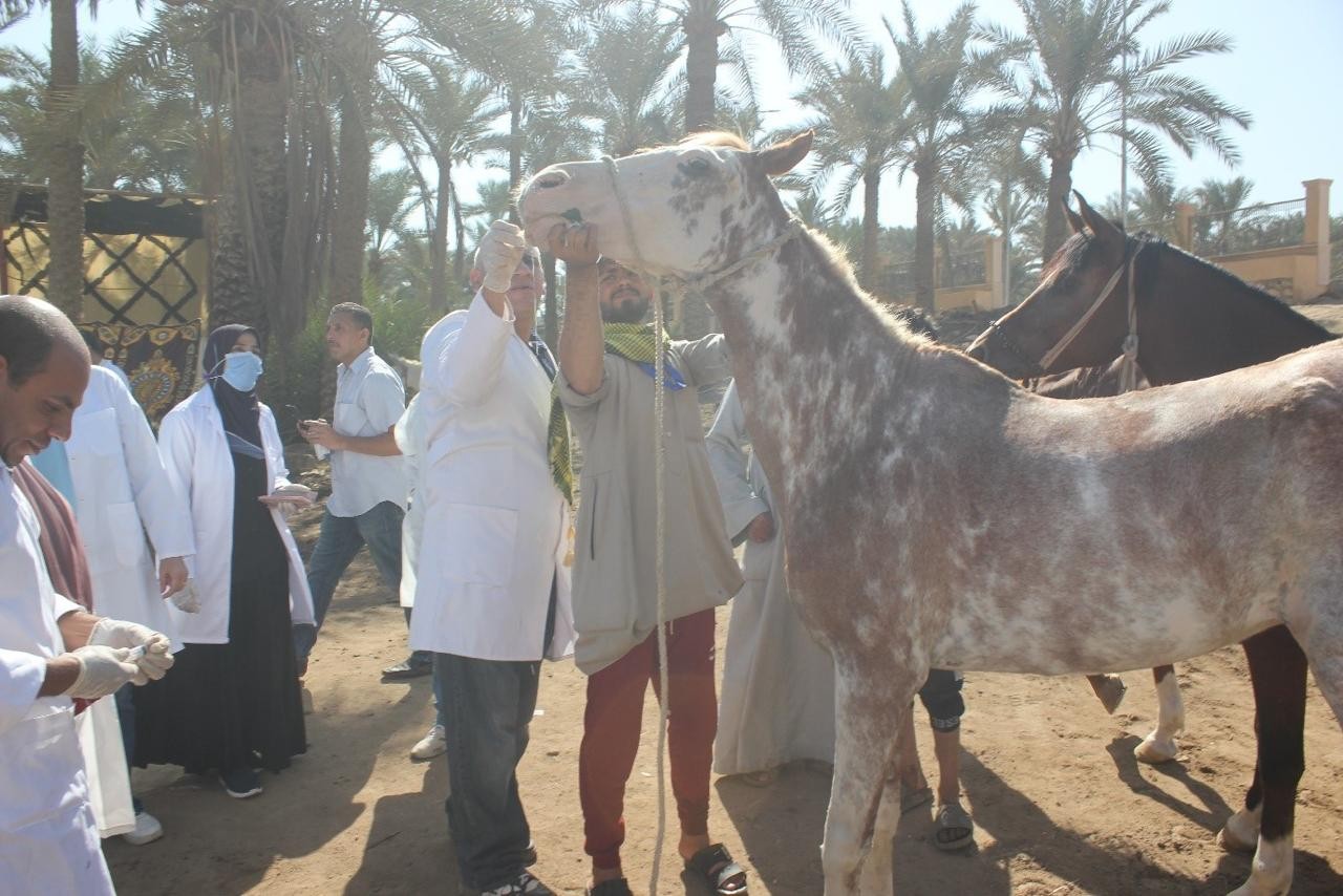 قوافل بيطرية 