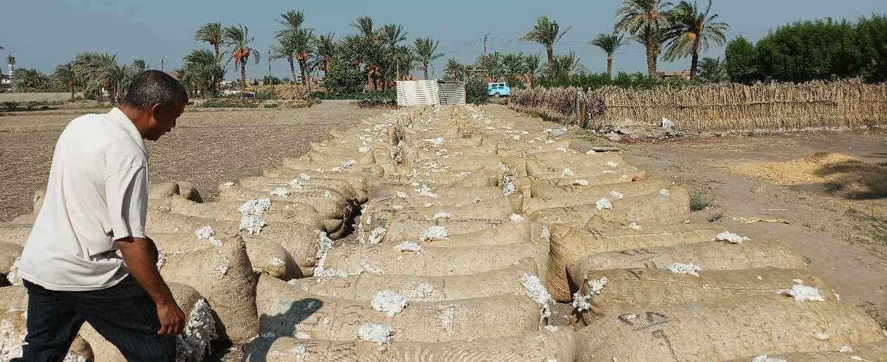 تداول منظومة القطن