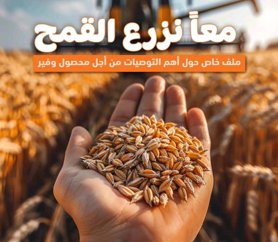 زراعة القمح 
