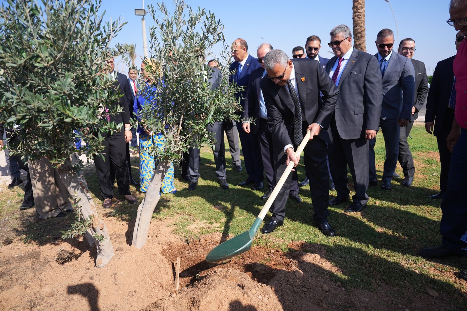 المهندس للتأمين تطلق go green  لزراعة أشجار الزيتون بشرم الشيخ