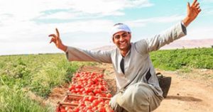الطماطم- صورة ارشيفية