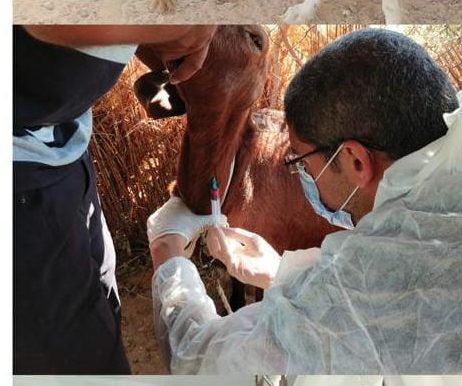 الطب البيطري في شمال سيناء 