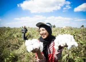 قطن