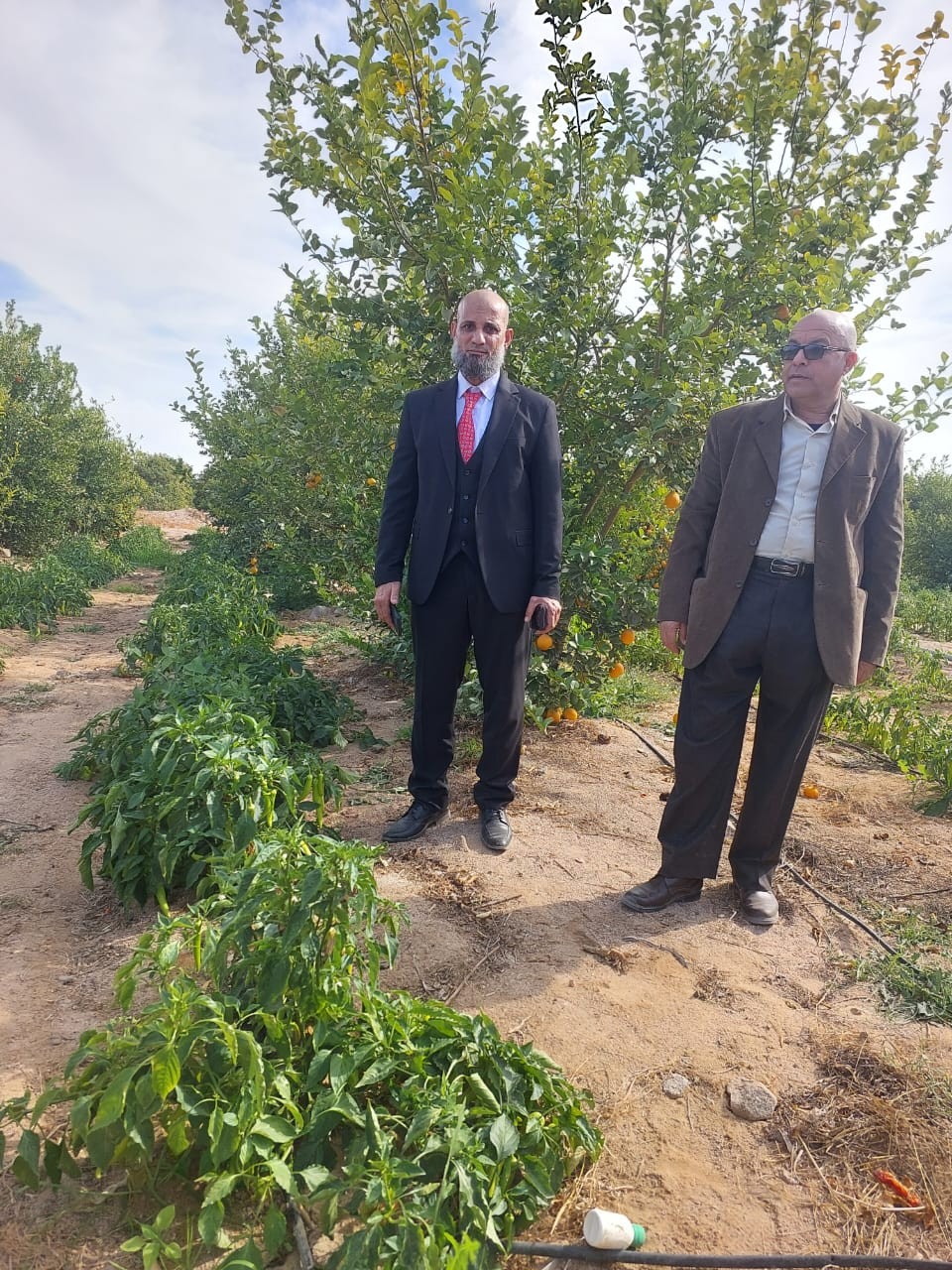 زراعة جنوب سيناء