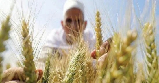 القمح