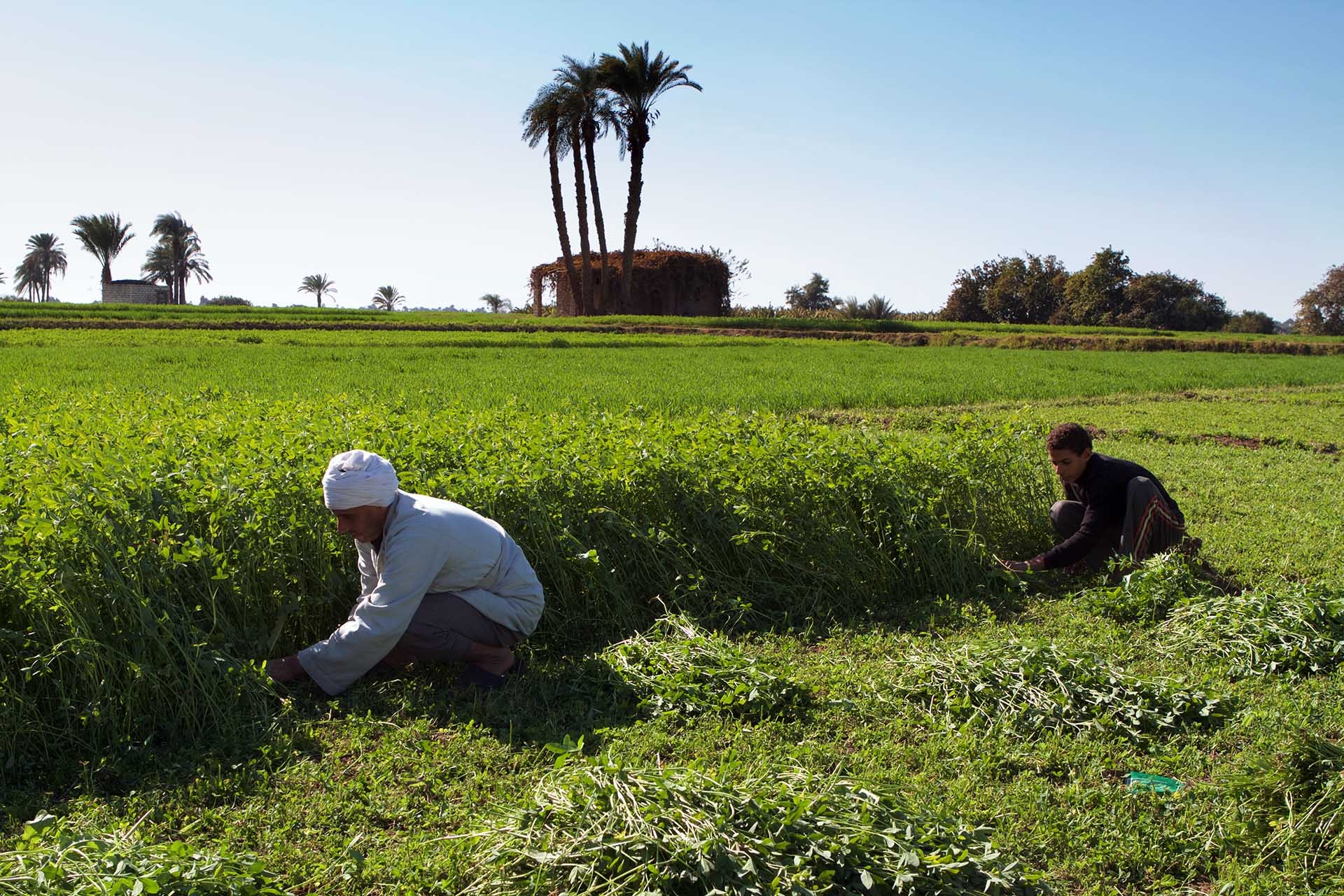 SOHAG, EGYPT, 01 JANUARY 2013: traditional farmers in the Nile valley, cutting fodder for cattle.