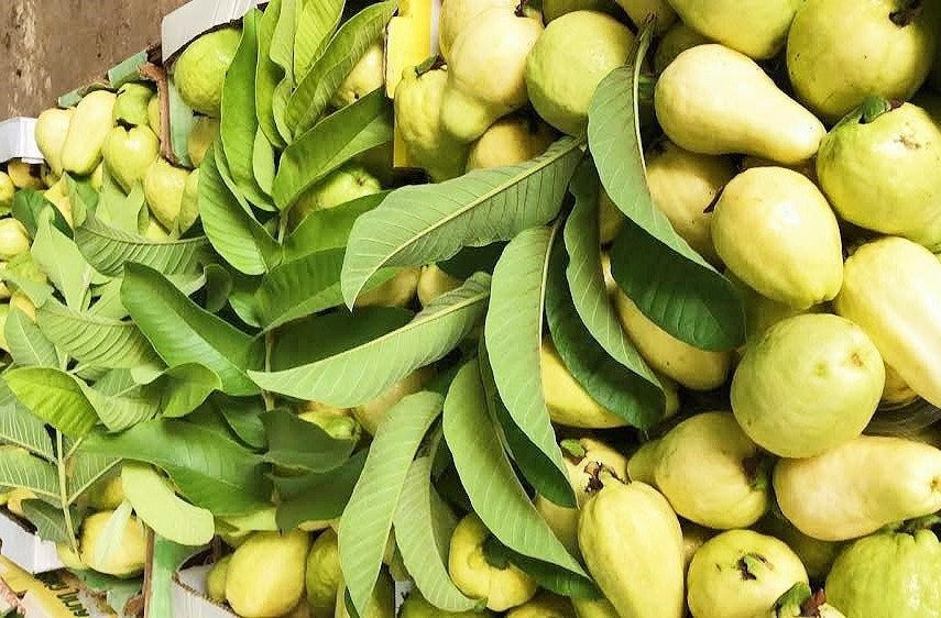 أشجار الجوافة