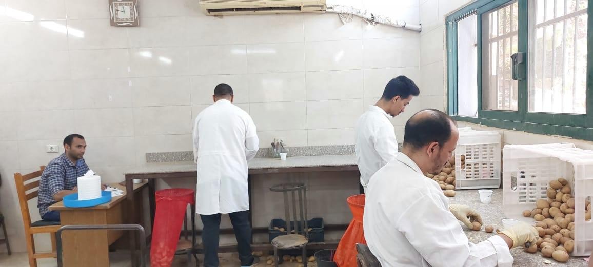 فحص البطاطس 