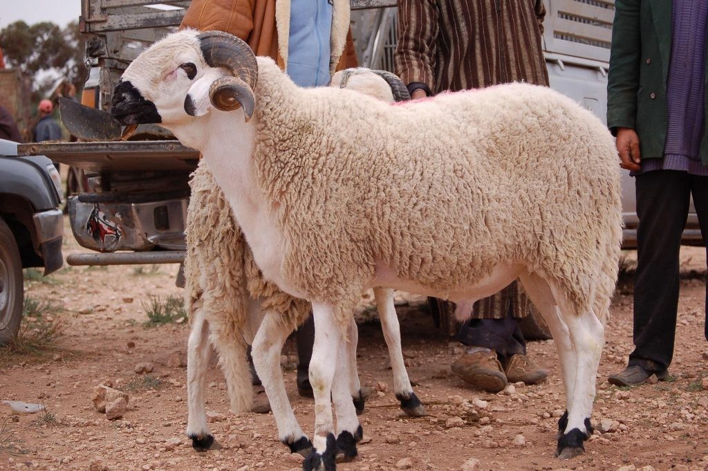الخراف الحية
