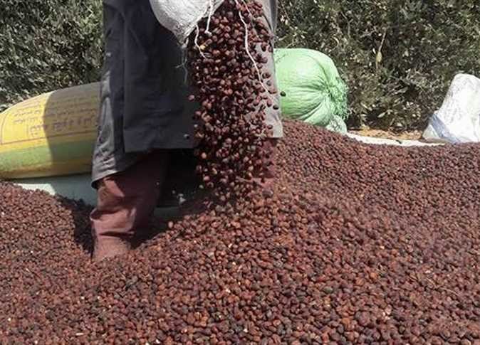 زراعة الجوجوبا