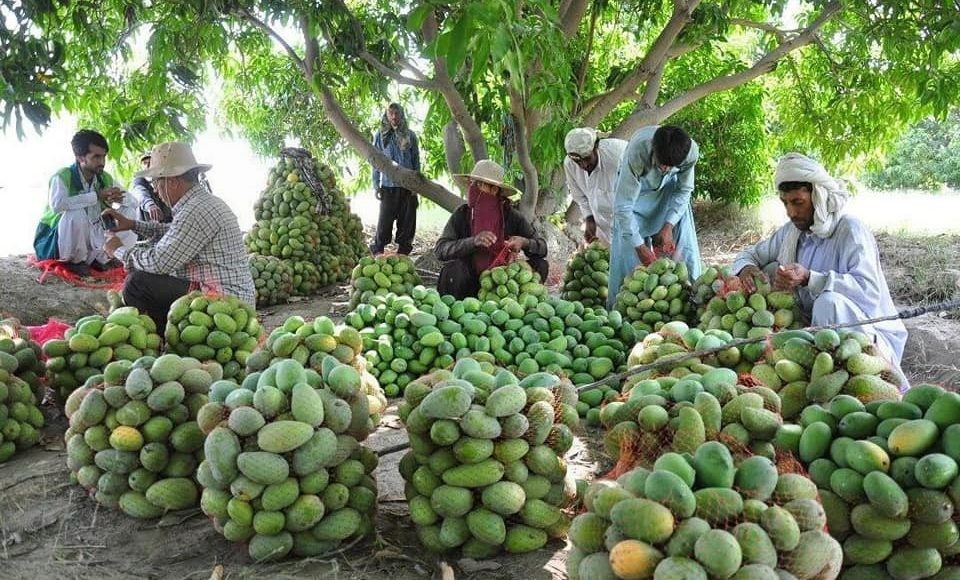 زراعة المانجو