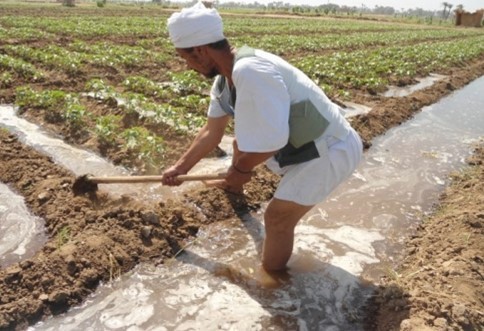 زراعة القطن 