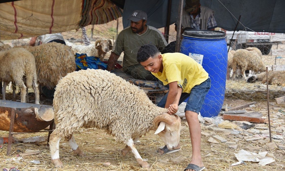 "هتدبح فين ".. تعرف على أماكن المجازر المجانية بالجيزةMuslims across the world celebrate Eid al-Adha by visiting the tombs of their loved ones and slaughtering sheep, goats, cows and camels, in commemoration of Prophet Abraham's readiness to sacrifice his son Ismail on God's command. (Photo by Jdidi Wassim/SOPA Images/LightRocket via Getty Images)