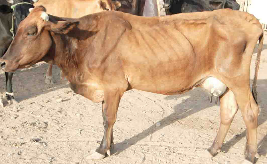 مرض السل فى الماشية