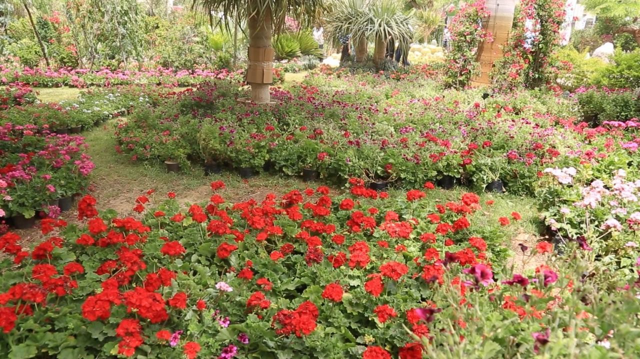 معرض زهور الربيع