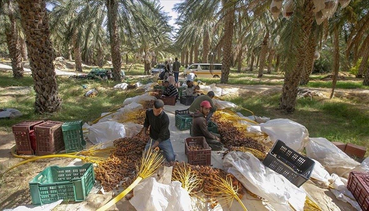 التمور 