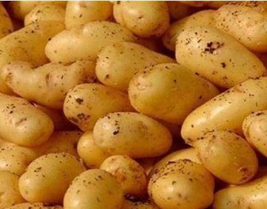 بطاطس