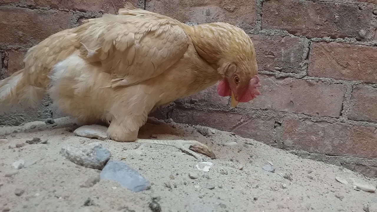 داء نيوكاسل