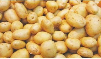 البطاطس