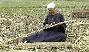 قصب السكر