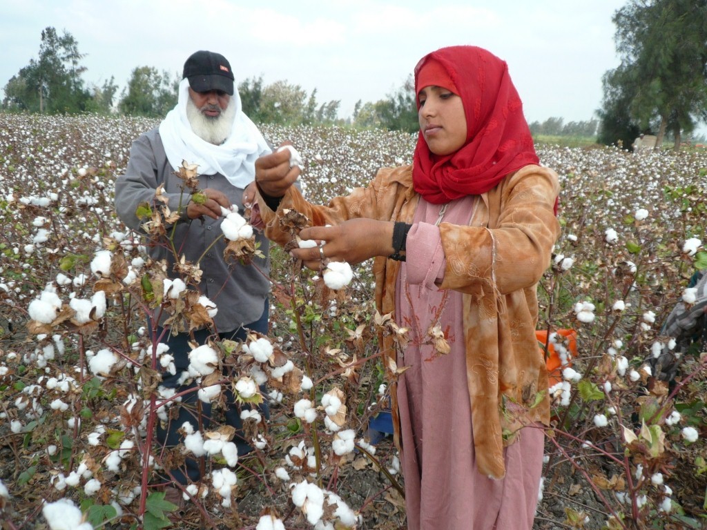 القطن المصرى
