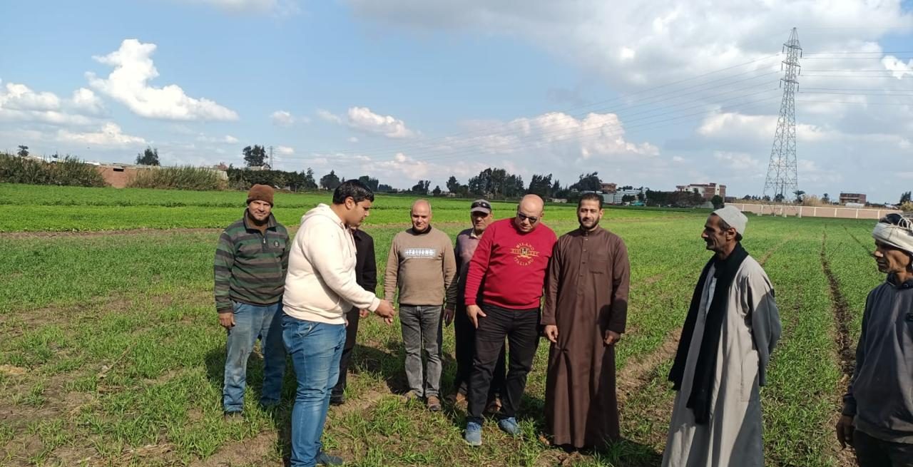 مكافحة حشائش القمح