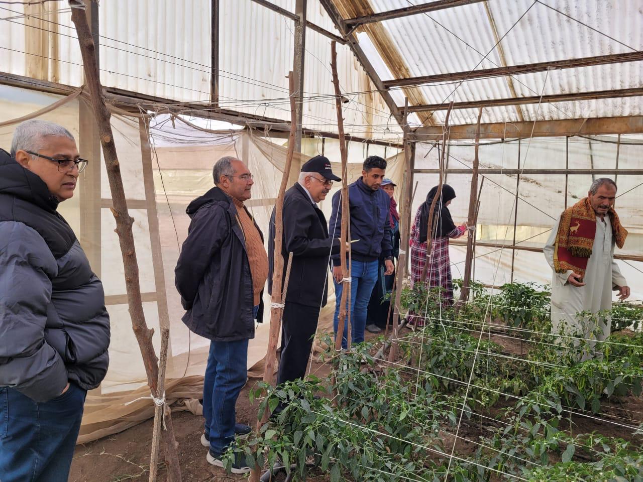 الصوب الزراعية فى قها والنوبارية