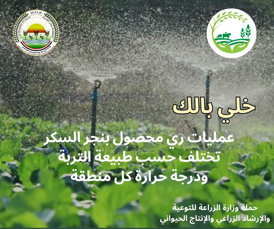 جراف يوضح الإرشادات الخاصة ببنجر السكر
