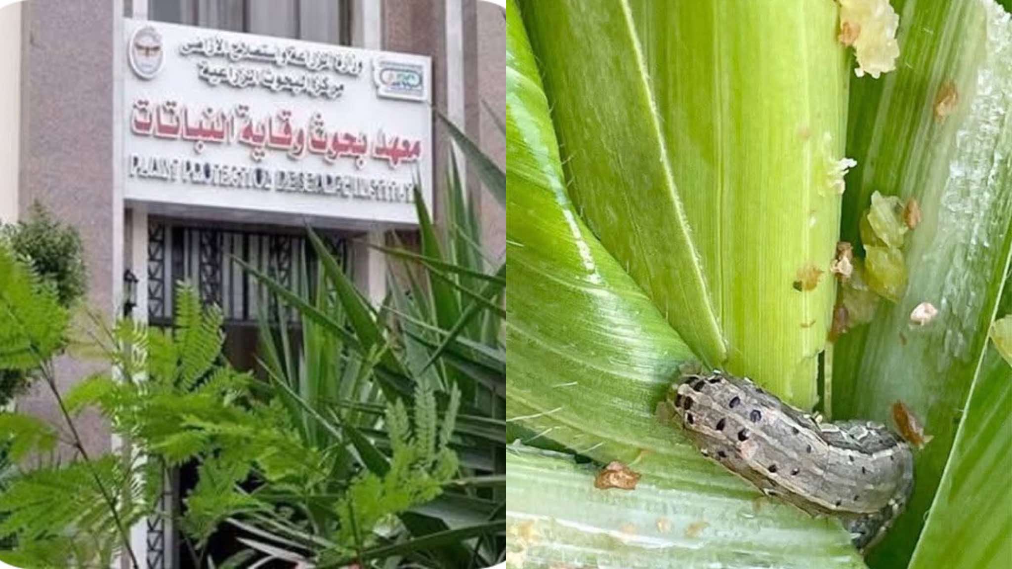 معهد بحوث وقاية النباتات