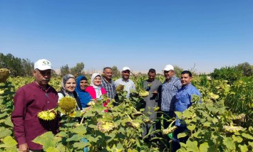 جهود بحوث الصحراء فى سيناء