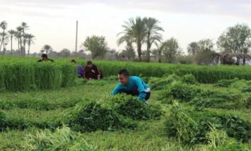 زراعة البرسيم 
