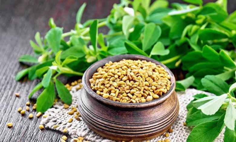 نبات الحلبة