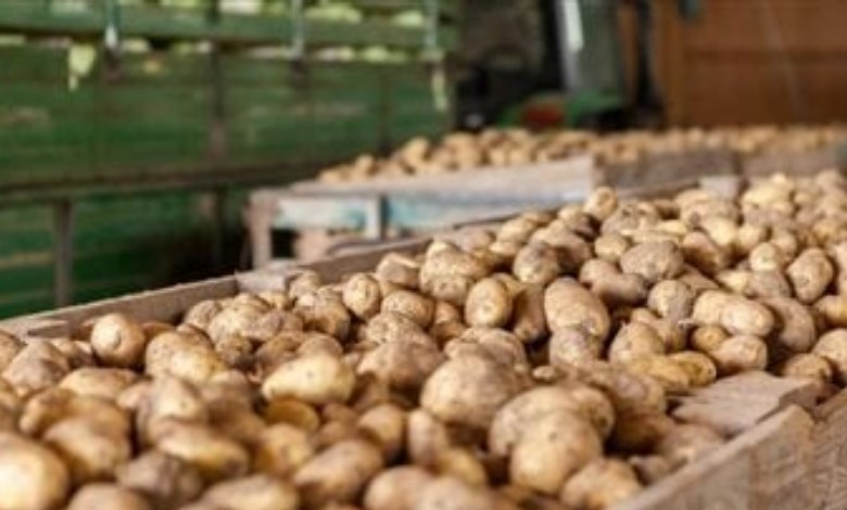 البطاطس