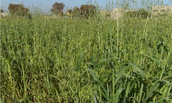 حشيشة الزمير 