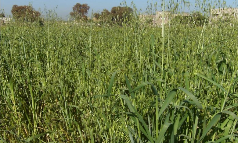 حشيشة الزمير 
