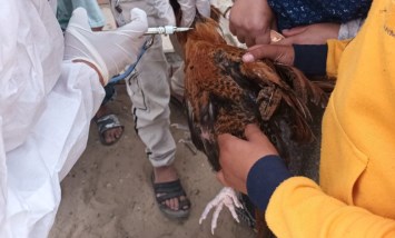 تحصين الماشية 