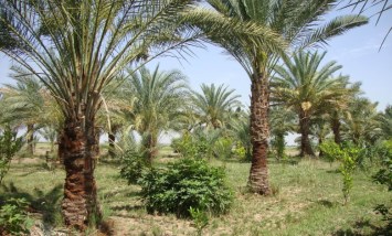 زراعة النخيل