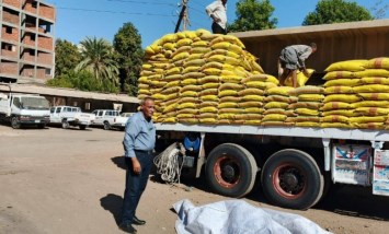 حصاد مديرية الزراعة بالأقصر 