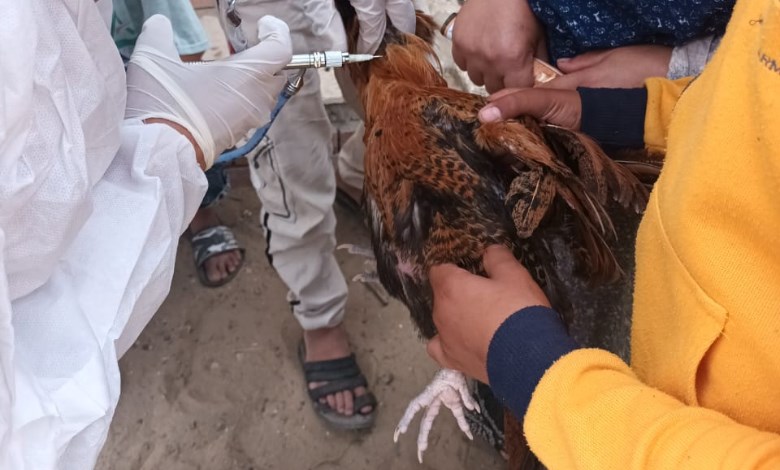 تحصين الماشية 