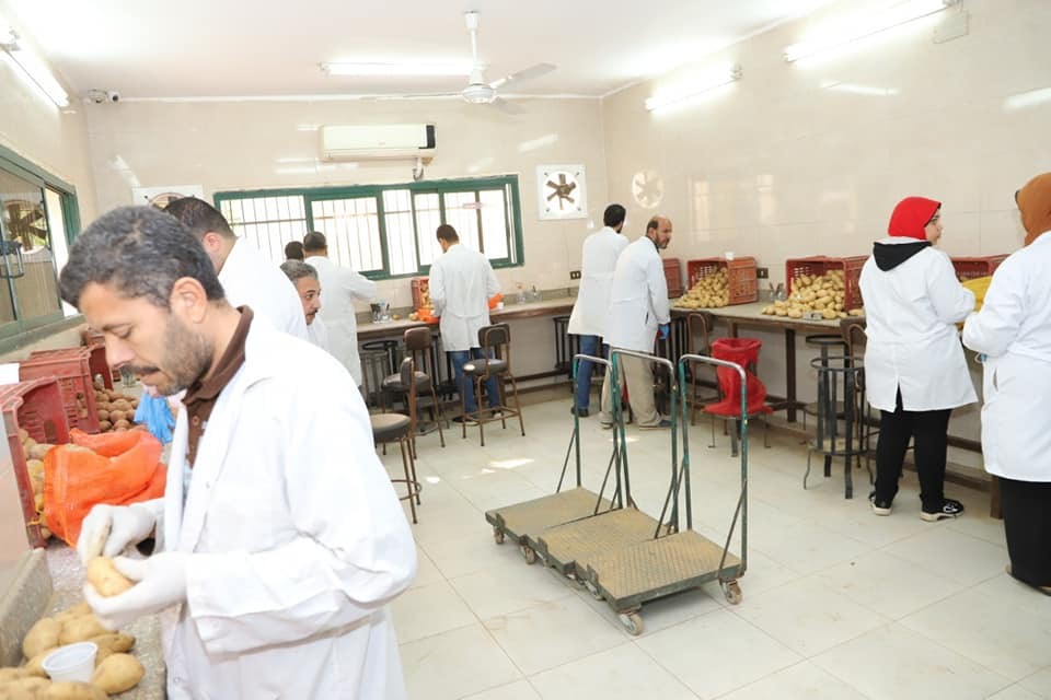 فحص العفن البنى فى البطاطس