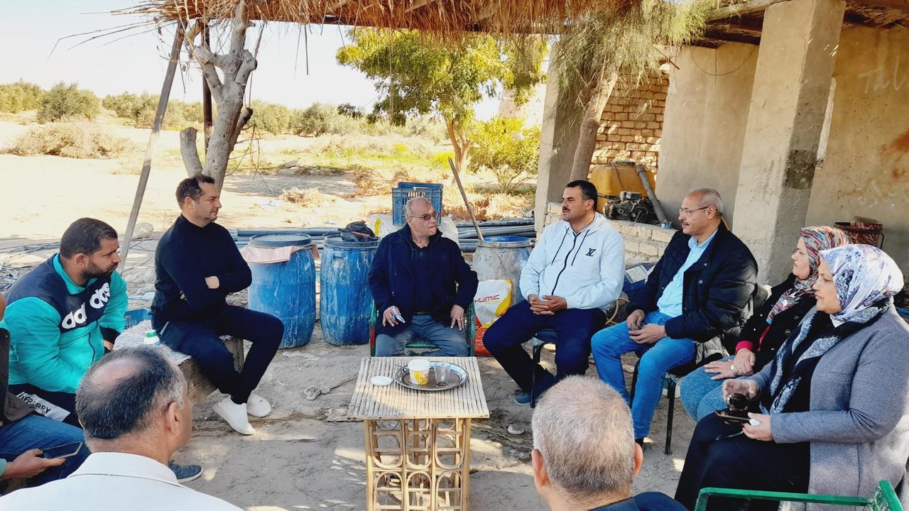 مزارع الزيتون في جنوب سيناء