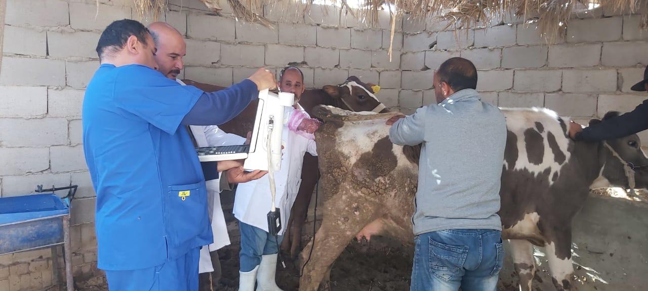 الخدمات البيطرية 