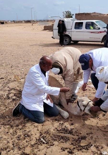 تحصين الماشية