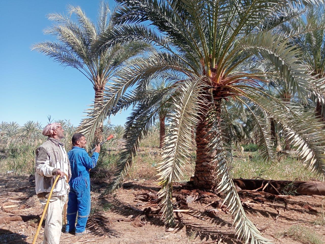 مكافحة آفات النخيل فى سيوة