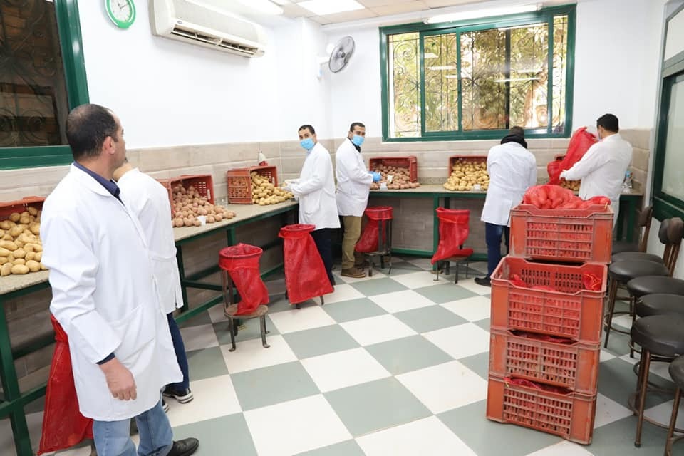 حصر ومكافحة العفن البنى فى البطاطس