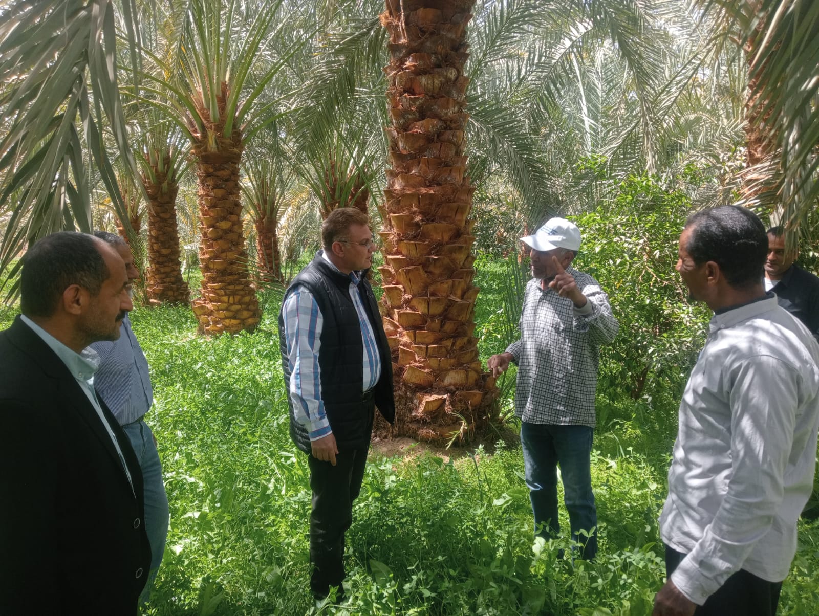 مكافحة سوسة النخيل الحمراء