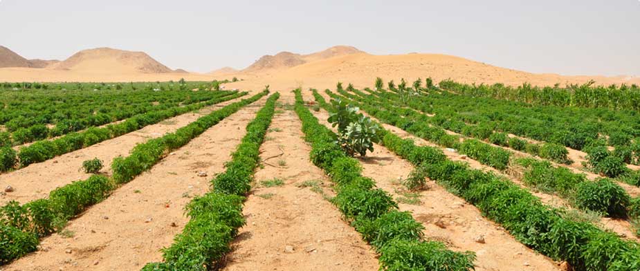  التصحر فى الأراضى الزراعية 