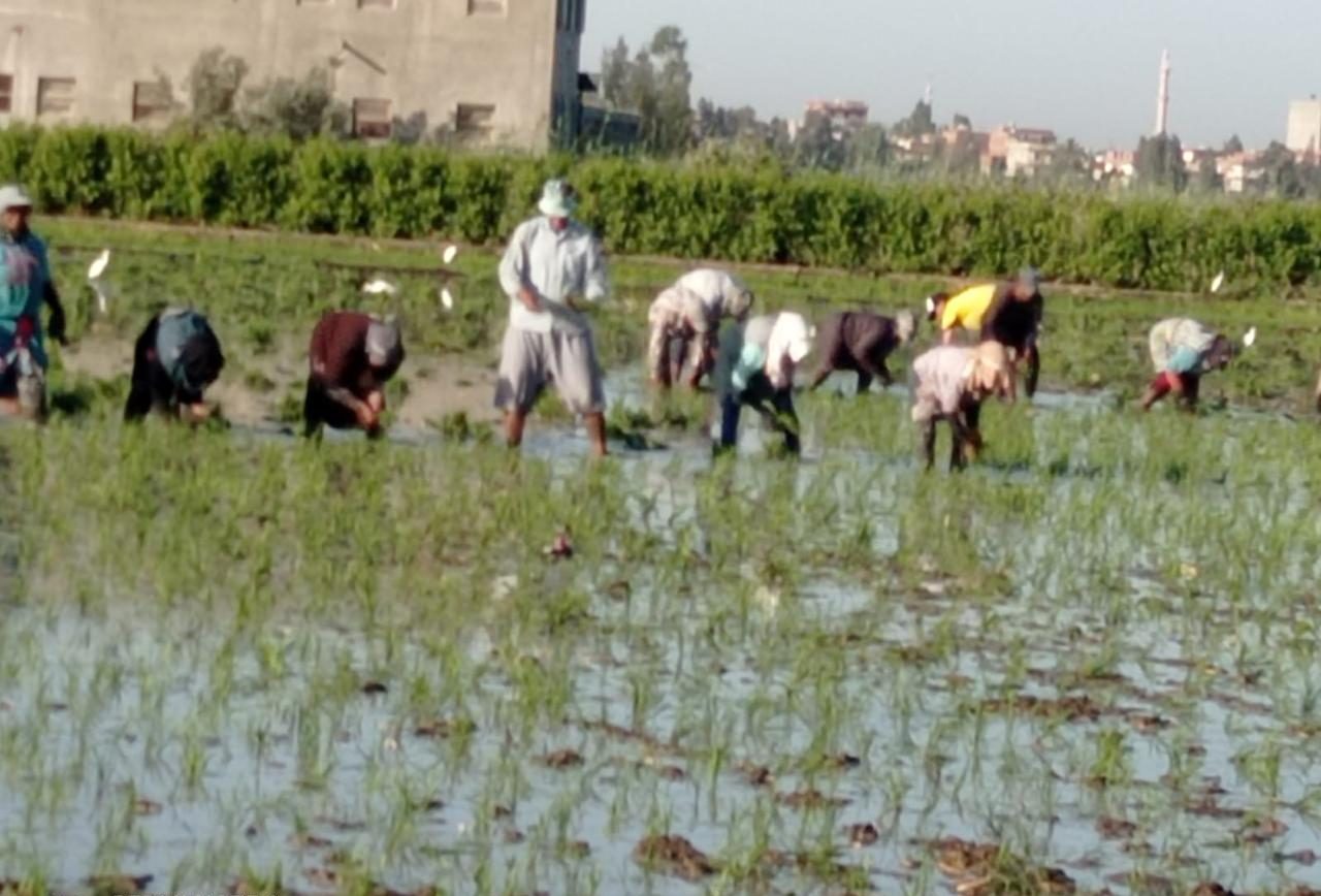 الزراعة